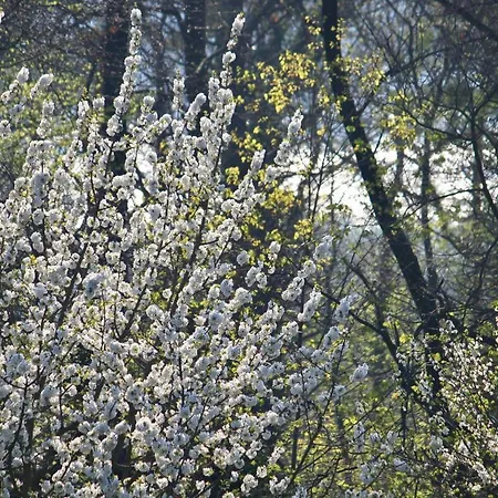 Ferienwohnung-Natur-Und-Kunst